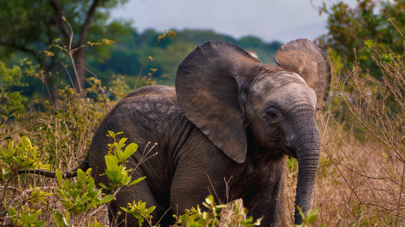 Éléphant Sur Terrain D'herbe Verte Pendant la Journée. Wallpaper in 1366x768 Resolution