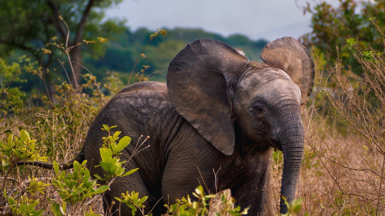 Elefant Auf Der Grünen Wiese Tagsüber. Wallpaper in 1280x720 Resolution