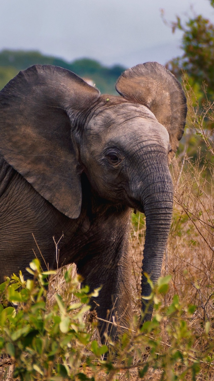 Elefant Auf Der Grünen Wiese Tagsüber. Wallpaper in 720x1280 Resolution