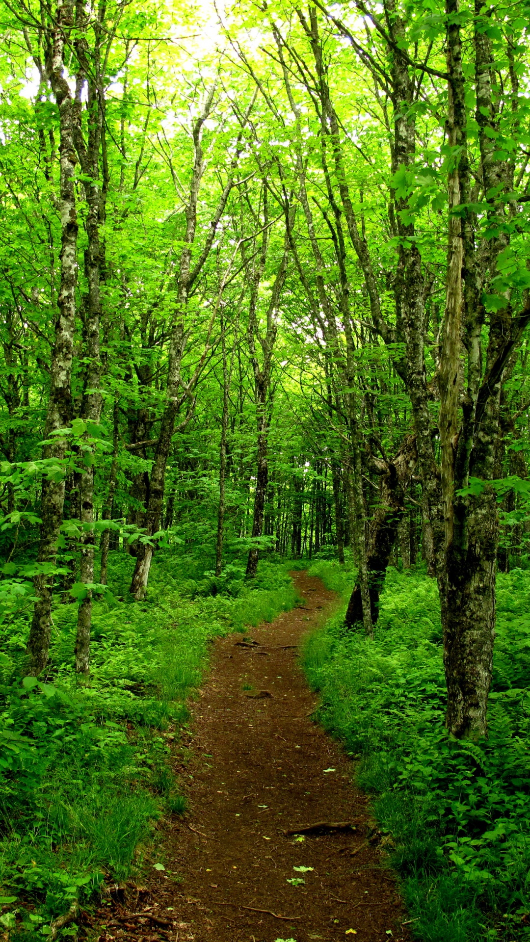 Brown Dirt Road in The Middle of Green Trees. Wallpaper in 1080x1920 Resolution