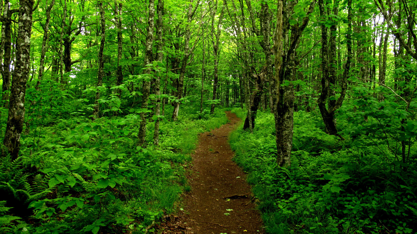 Brown Dirt Road in The Middle of Green Trees. Wallpaper in 1366x768 Resolution
