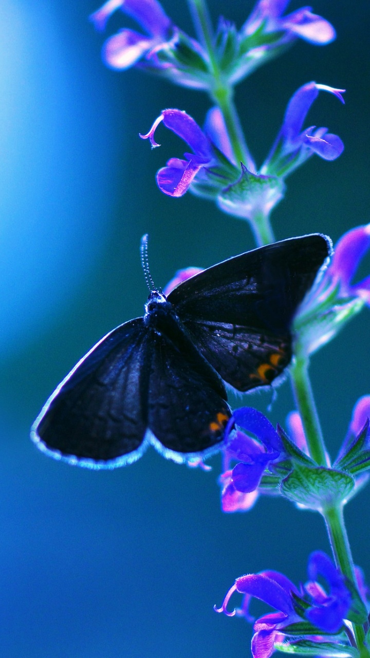 Black and White Butterfly Perched on Purple Flower in Close up Photography During Daytime. Wallpaper in 720x1280 Resolution