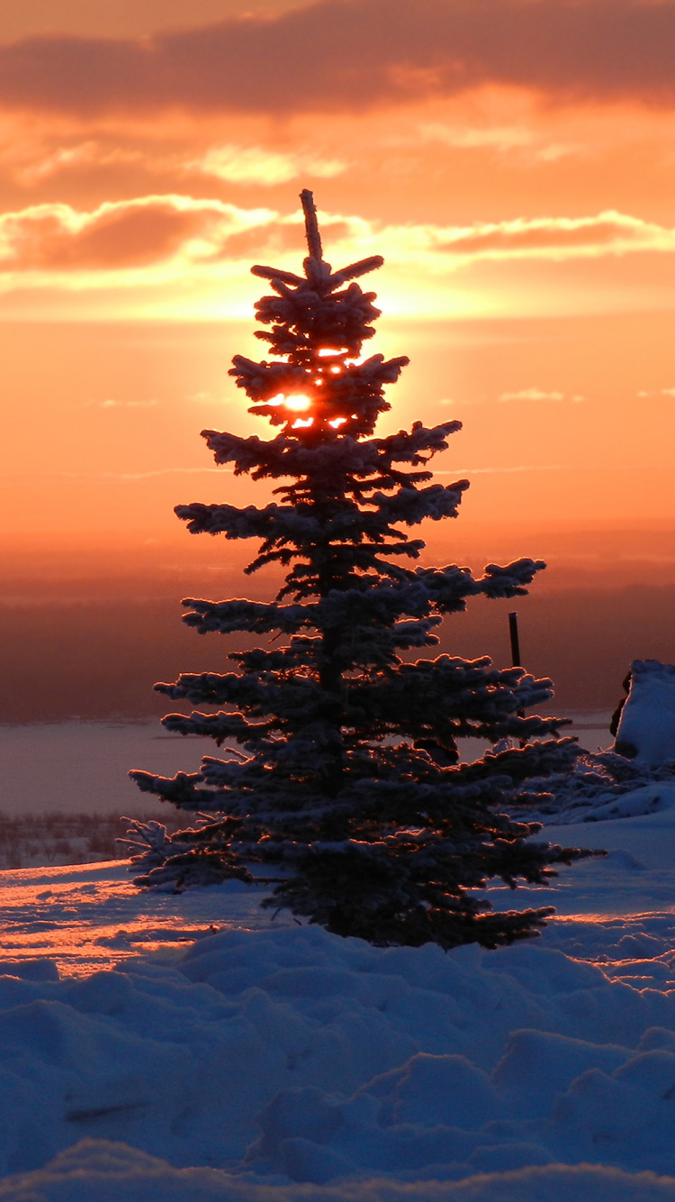 Pin Vert Sur Sol Couvert de Neige Pendant le Coucher du Soleil. Wallpaper in 750x1334 Resolution