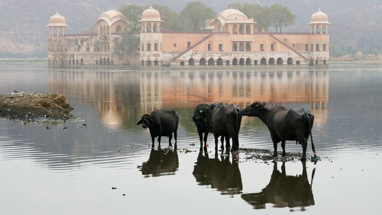 Black Water Buffalo on River During Daytime. Wallpaper in 1280x720 Resolution