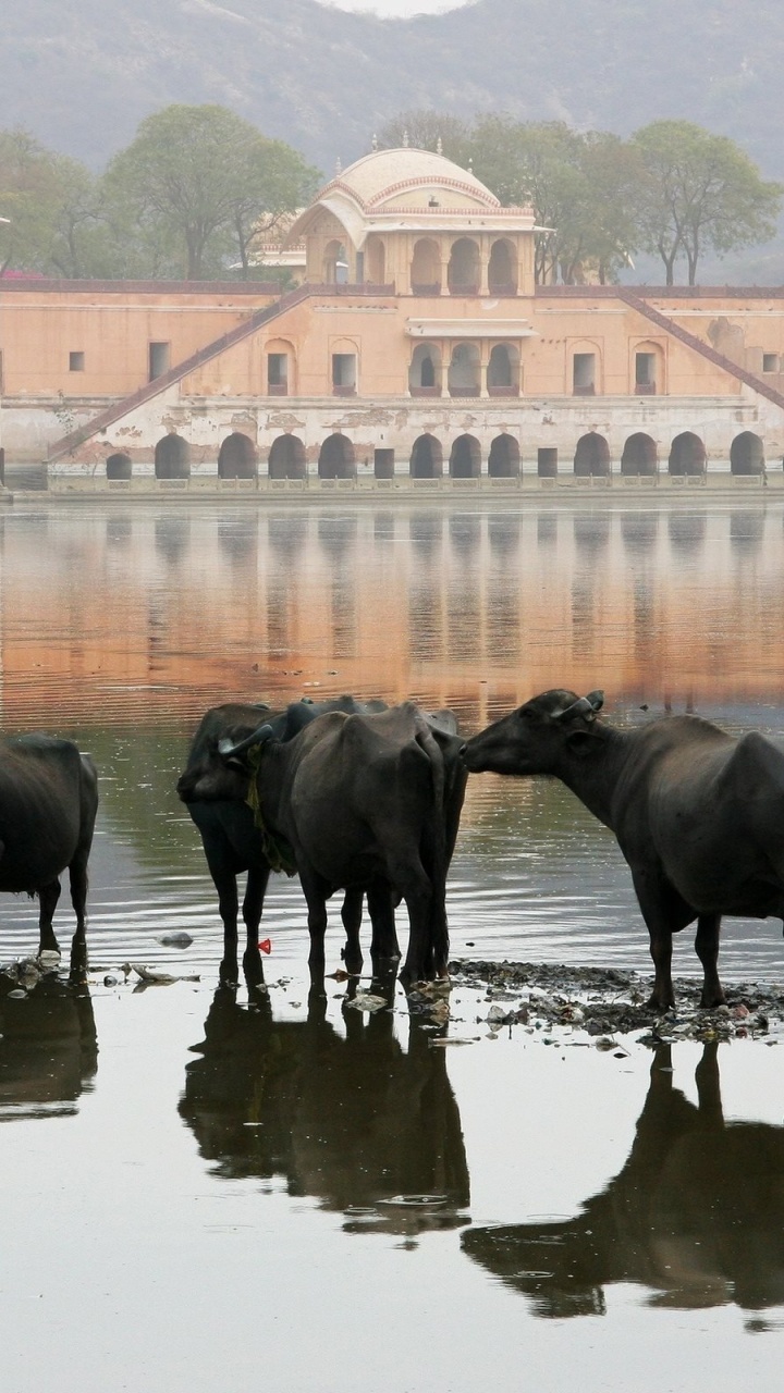 Black Water Buffalo on River During Daytime. Wallpaper in 720x1280 Resolution