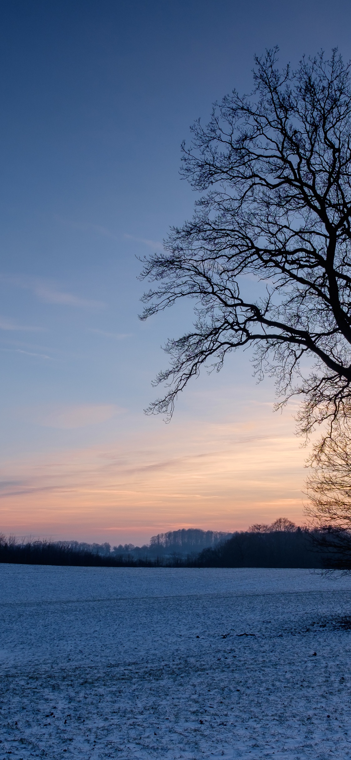 Branch, Natural Landscape, Atmosphere, Winter, Dusk. Wallpaper in 1125x2436 Resolution