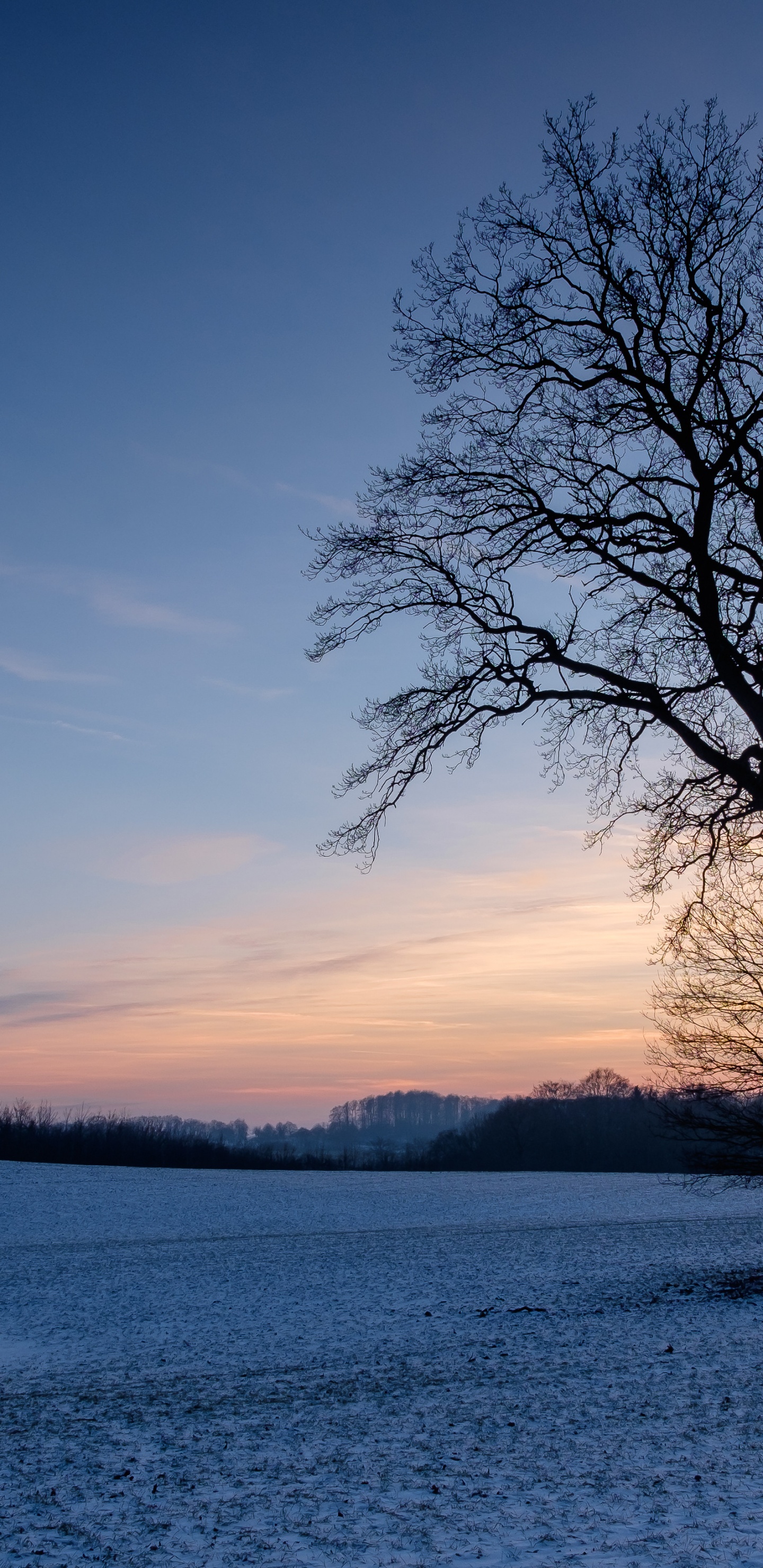 Branch, Natural Landscape, Atmosphere, Winter, Dusk. Wallpaper in 1440x2960 Resolution