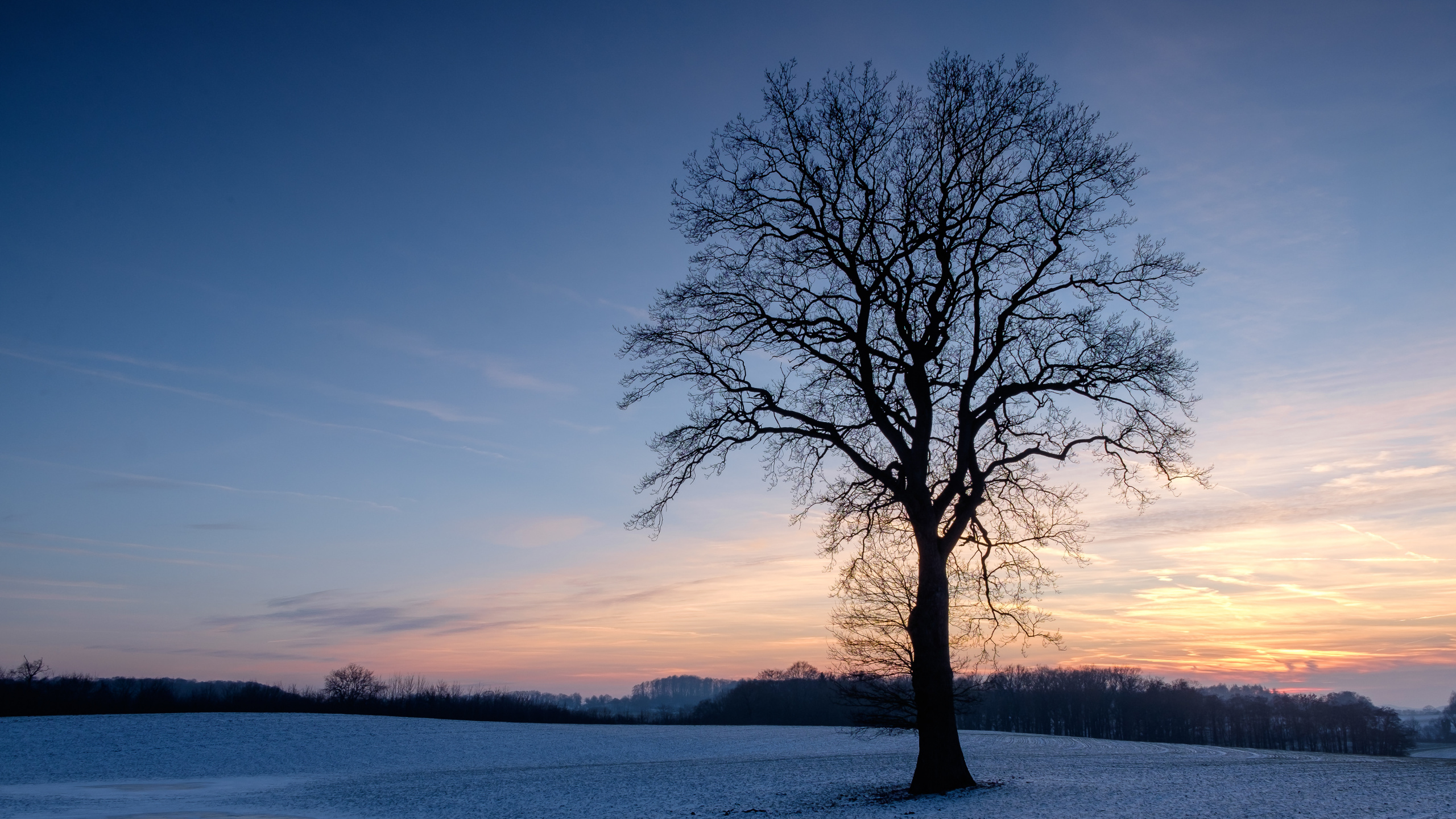 Branch, Naturlandschaft, Atmosphäre, Winter, Horizont. Wallpaper in 2560x1440 Resolution