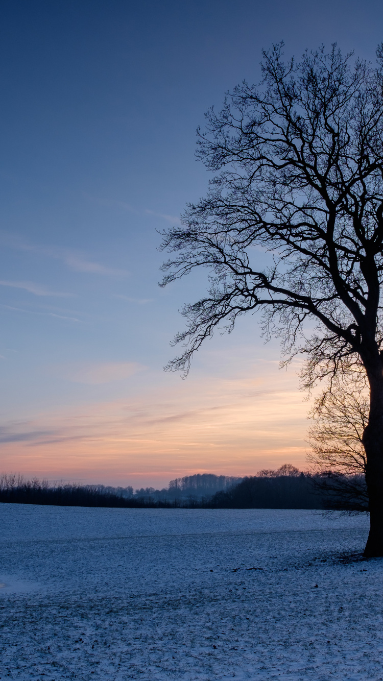 Sucursal, Paisaje Natural, Ambiente, Invierno, Atardecer. Wallpaper in 750x1334 Resolution