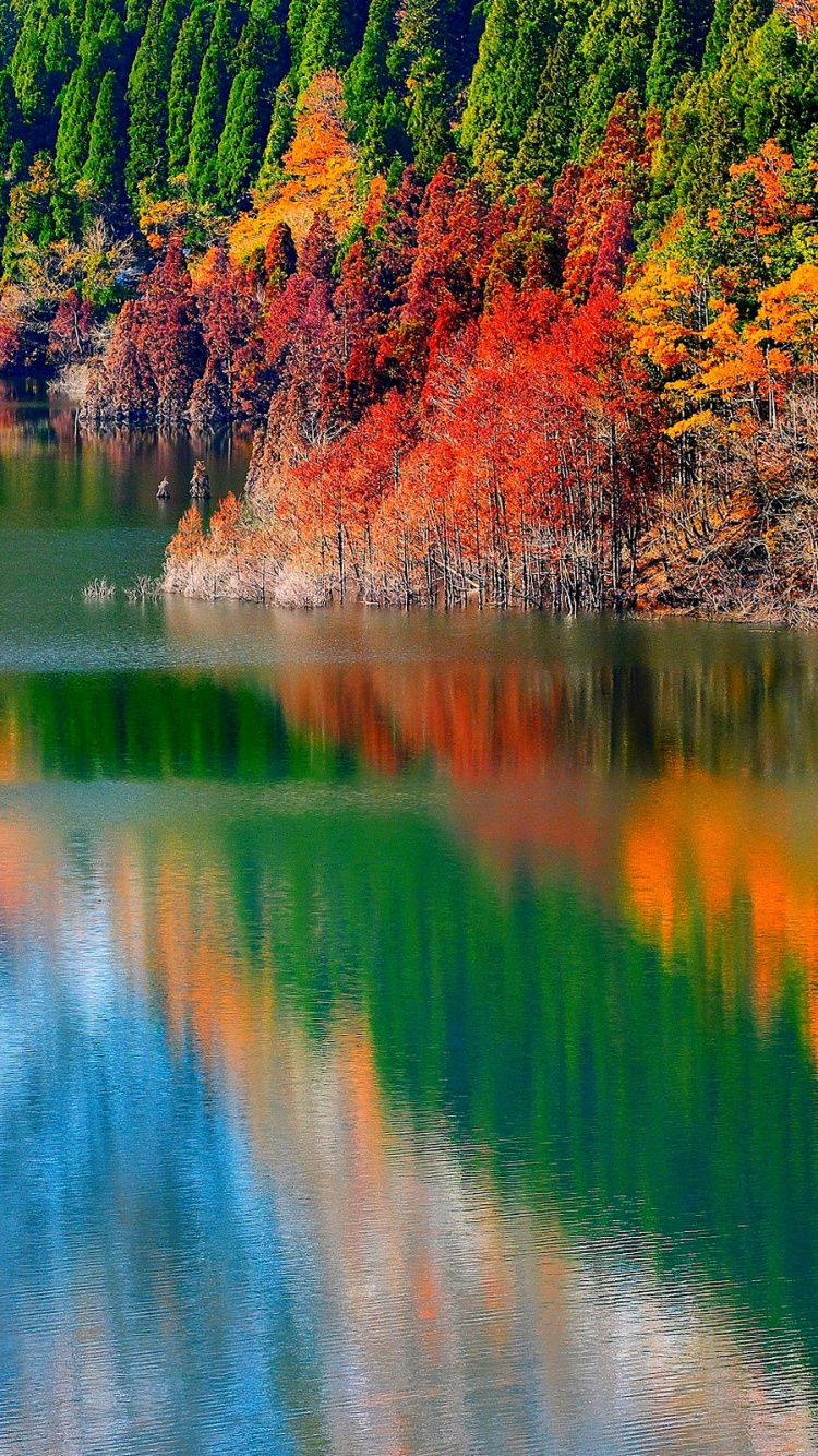 Arbres Verts et Bruns à Côté D'un Plan D'eau Pendant la Journée. Wallpaper in 750x1334 Resolution