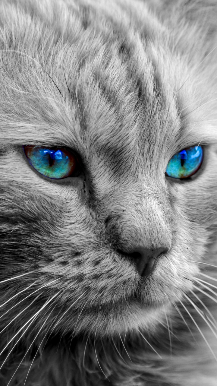 Perserkatze, Maine Coon, Sibirische Katze, Ragdoll, Tabby-Katze. Wallpaper in 720x1280 Resolution