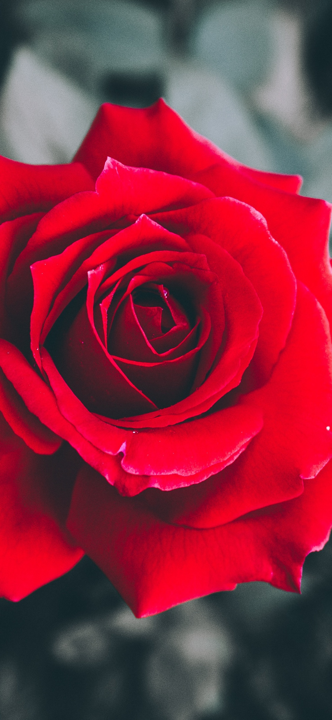 Rosa Roja en Flor en Fotografía de Cerca. Wallpaper in 1125x2436 Resolution
