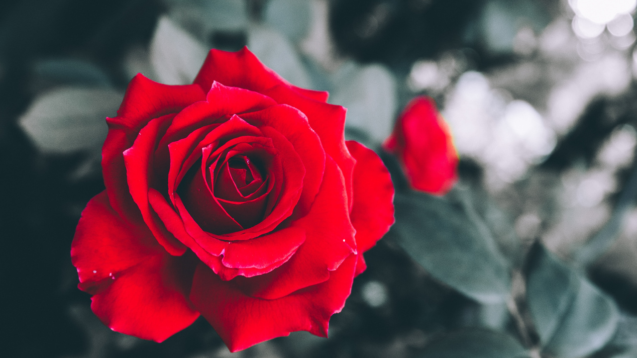 Rosa Roja en Flor en Fotografía de Cerca. Wallpaper in 1280x720 Resolution