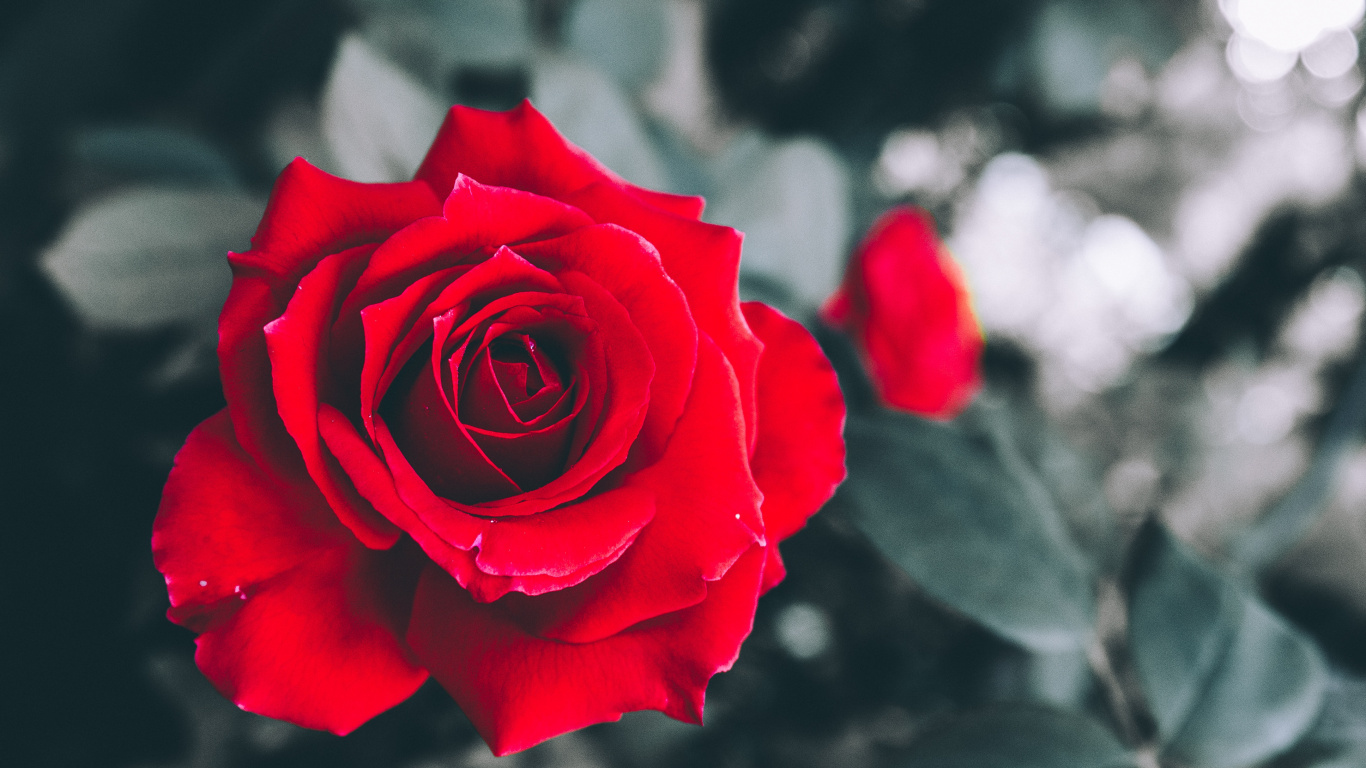 Rosa Roja en Flor en Fotografía de Cerca. Wallpaper in 1366x768 Resolution