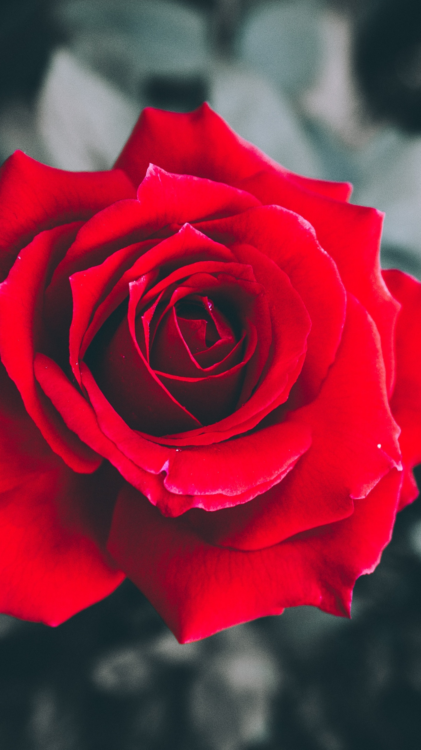 Rosa Roja en Flor en Fotografía de Cerca. Wallpaper in 1440x2560 Resolution