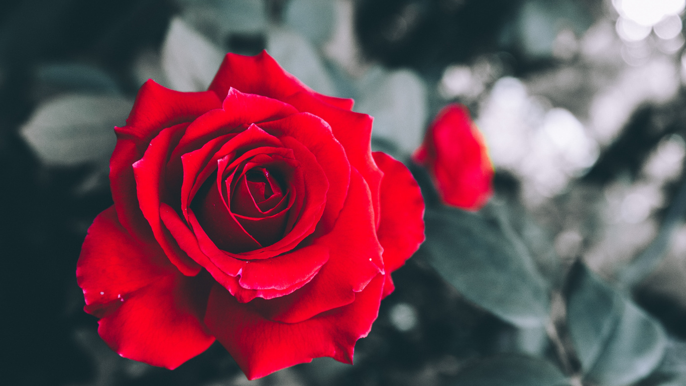 Red Rose in Bloom in Close up Photography. Wallpaper in 1366x768 Resolution