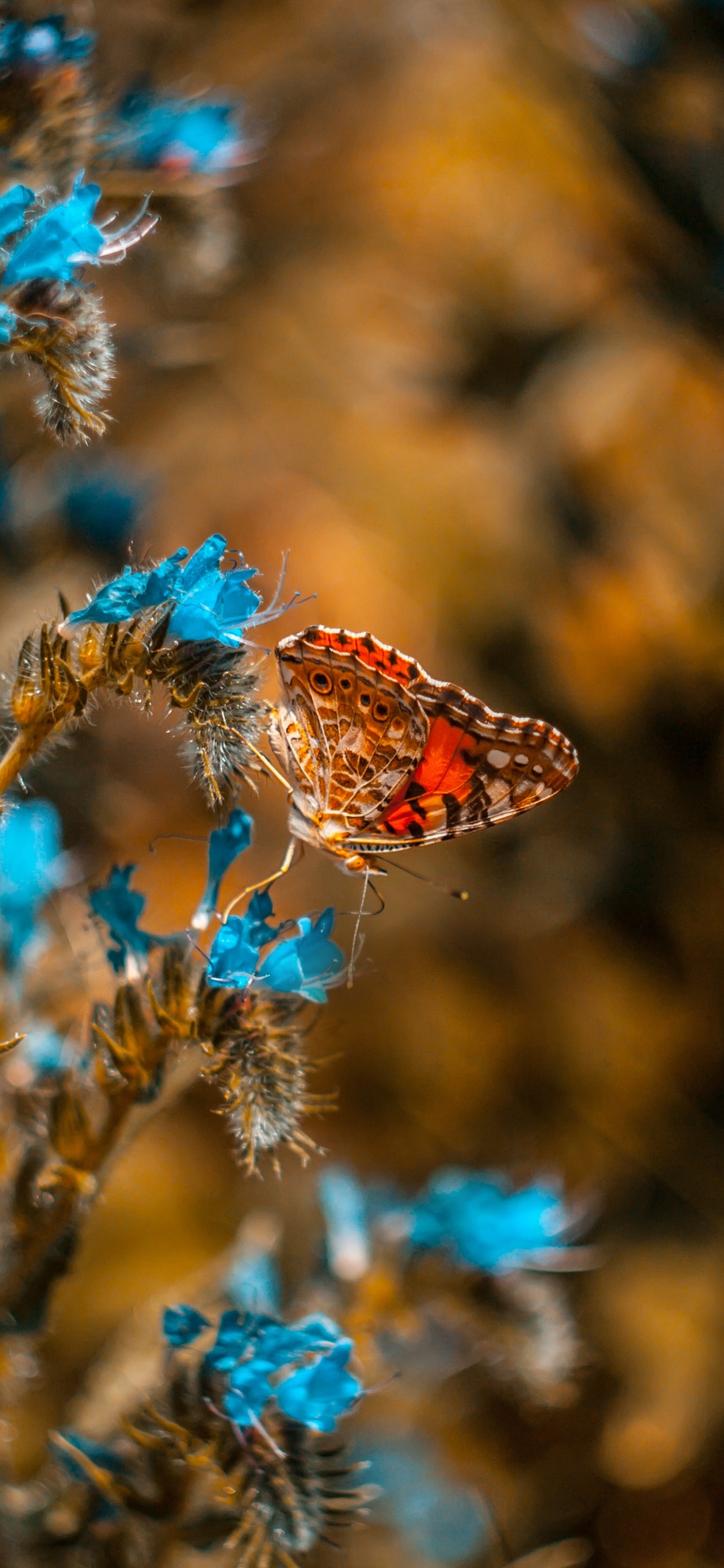 Mariposa Marrón Posado Sobre Flor Azul en Fotografía Cercana Durante el Día. Wallpaper in 1125x2436 Resolution
