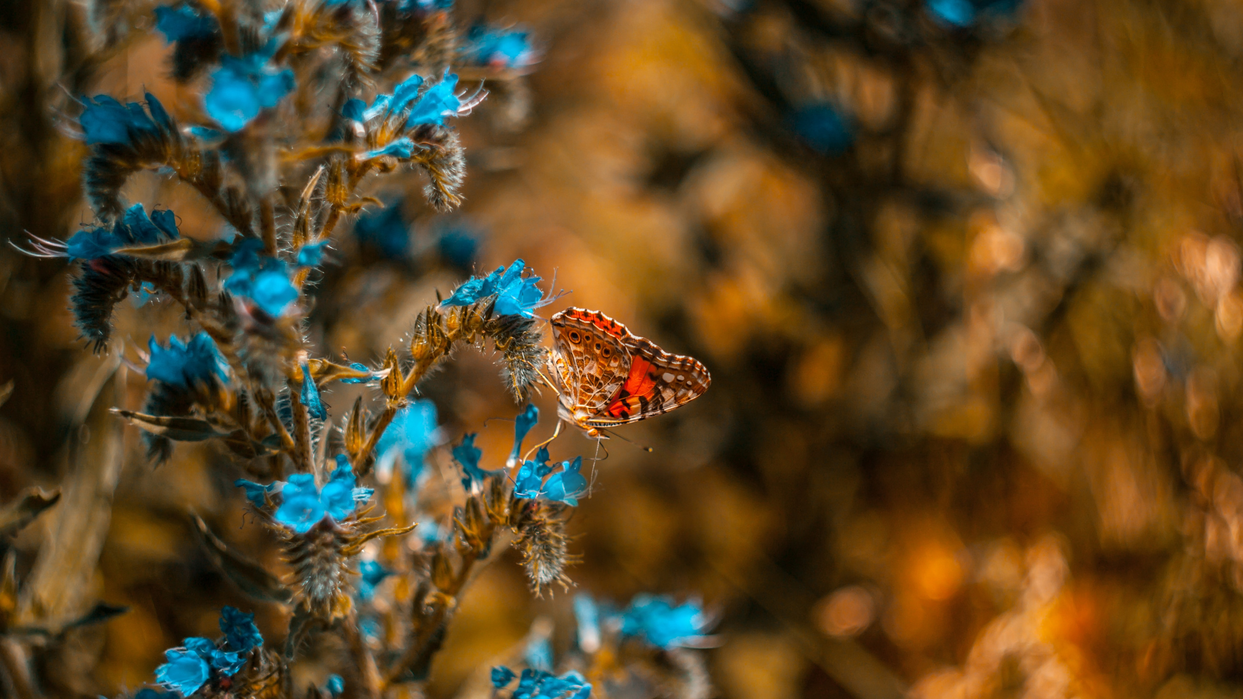 Brown Butterfly Perched on Blue Flower in Close up Photography During Daytime. Wallpaper in 2560x1440 Resolution