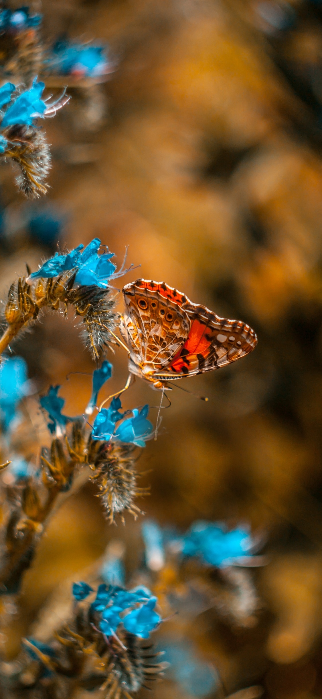 Papillon Brun Perché Sur Fleur Bleue en Photographie Rapprochée Pendant la Journée. Wallpaper in 1125x2436 Resolution