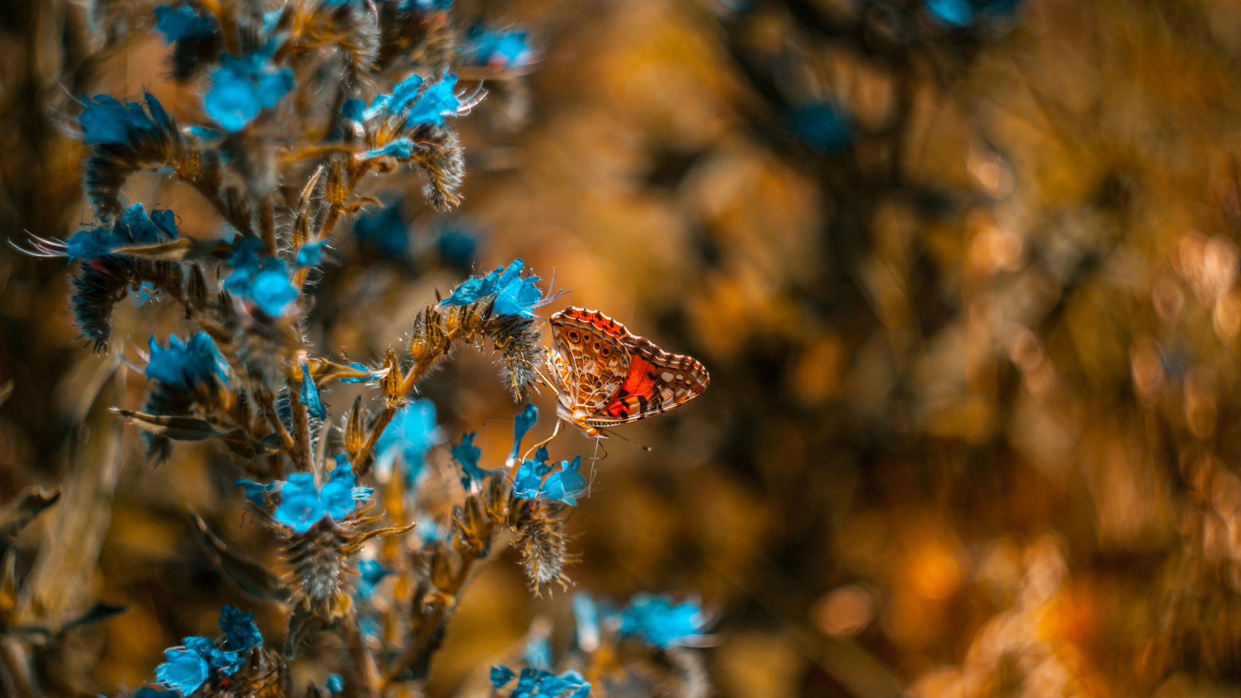 Papillon Brun Perché Sur Fleur Bleue en Photographie Rapprochée Pendant la Journée. Wallpaper in 2560x1440 Resolution
