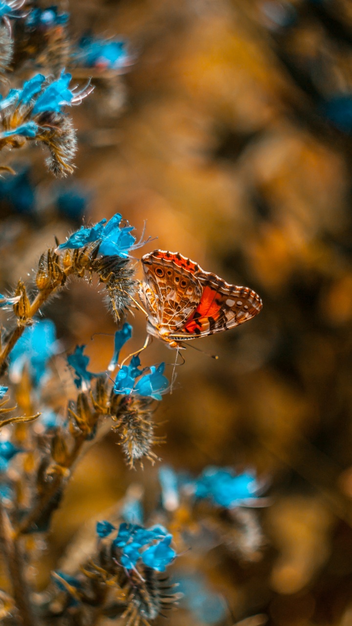 Papillon Brun Perché Sur Fleur Bleue en Photographie Rapprochée Pendant la Journée. Wallpaper in 720x1280 Resolution