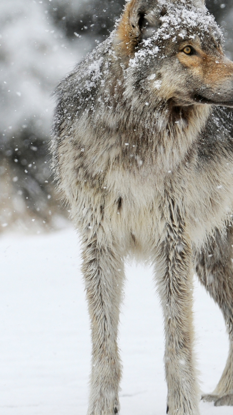 Brauner Wolf, Der Tagsüber Auf Schneebedecktem Boden Läuft. Wallpaper in 750x1334 Resolution