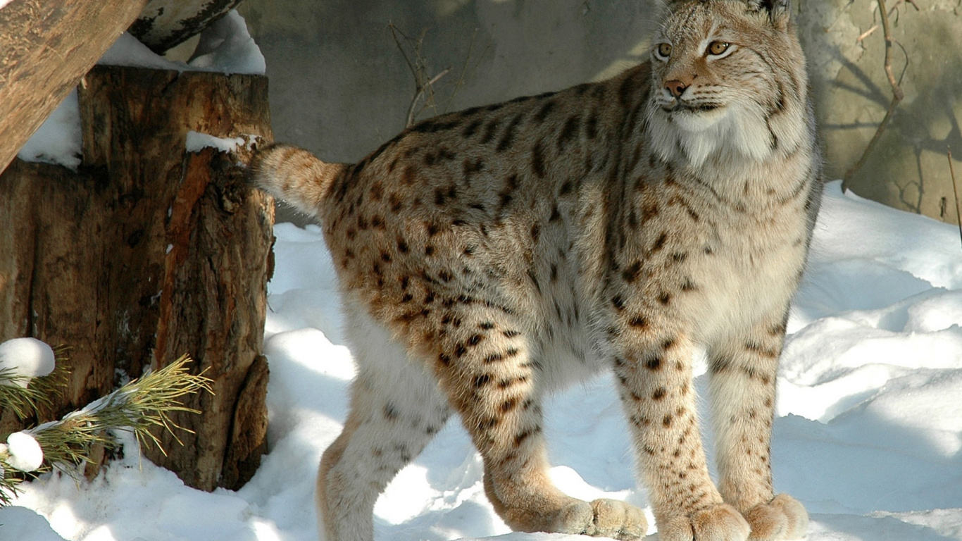 Brauner Und Schwarzer Leopard Auf Weißem Schnee. Wallpaper in 1366x768 Resolution