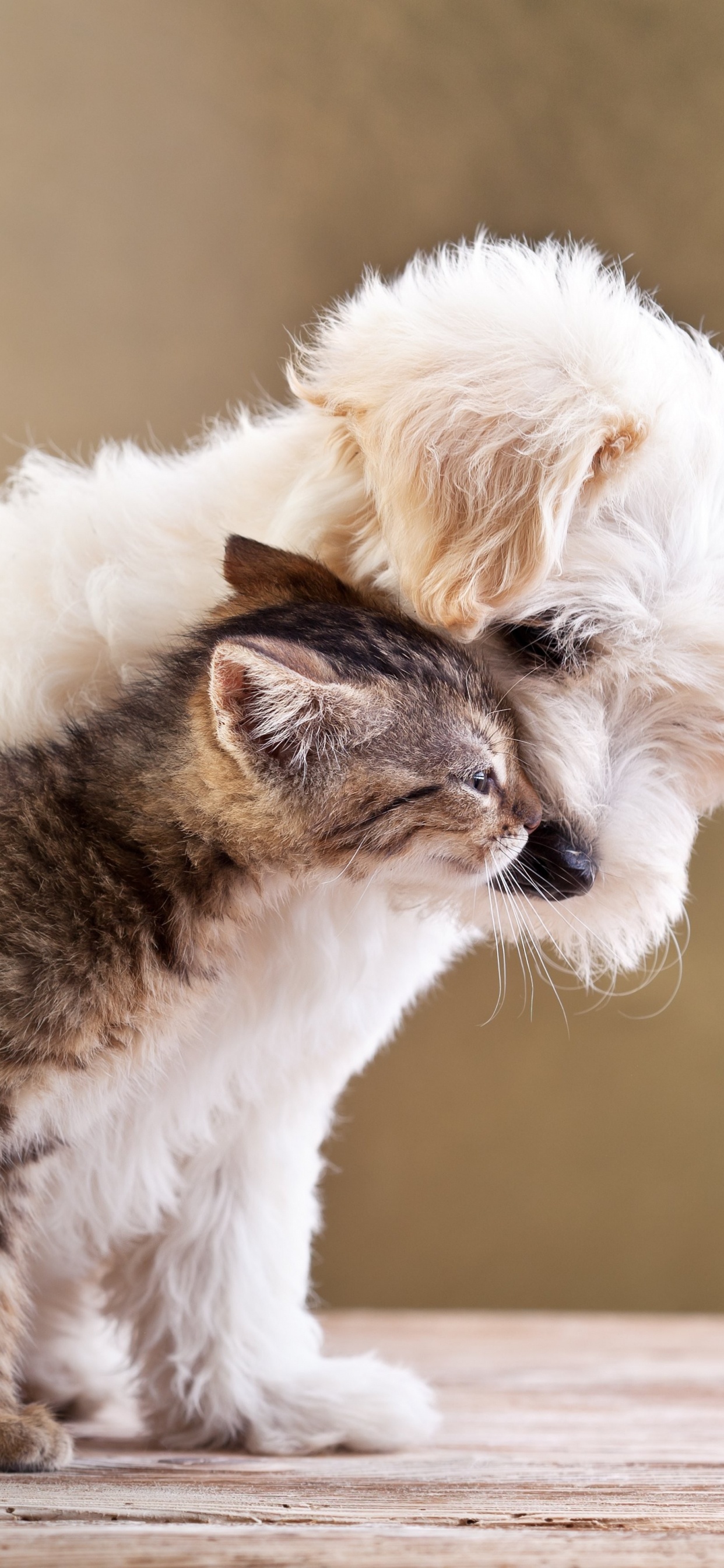 Chat Blanc et Marron Sur Une Table en Bois Marron. Wallpaper in 1242x2688 Resolution