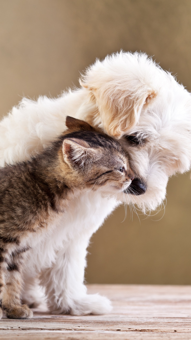 Chat Blanc et Marron Sur Une Table en Bois Marron. Wallpaper in 750x1334 Resolution
