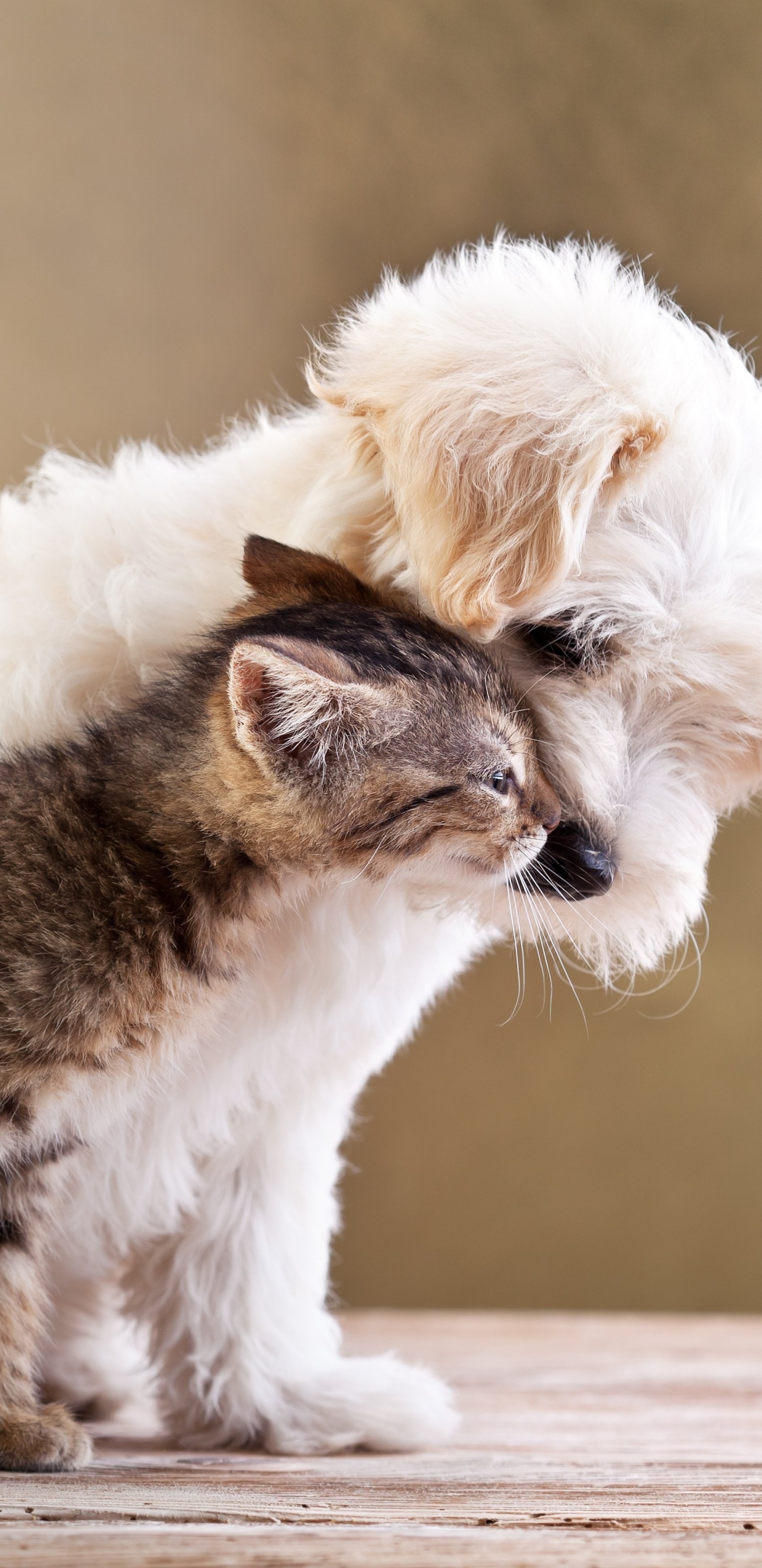 White and Brown Cat on Brown Wooden Table. Wallpaper in 1440x2960 Resolution
