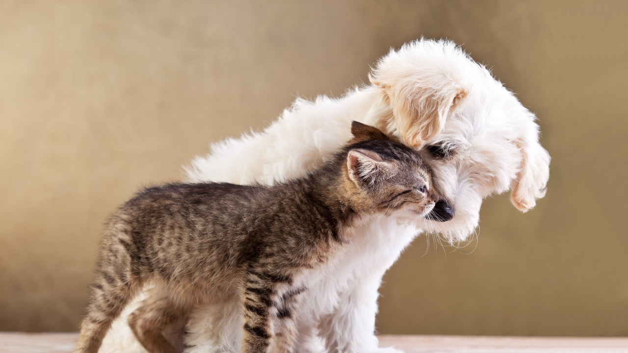 小猫, 小狗, 胡须, 小狗小猫, 狗喜欢哺乳动物 壁纸 1280x720 允许