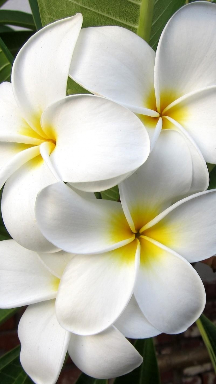 White and Yellow Flower in Close up Photography. Wallpaper in 750x1334 Resolution
