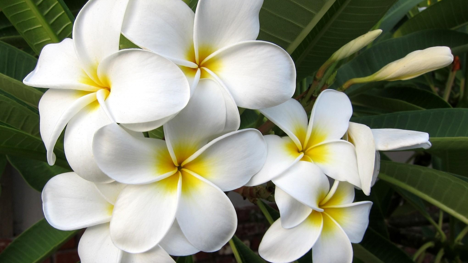 Fleur Blanche et Jaune en Photographie Rapprochée. Wallpaper in 1920x1080 Resolution