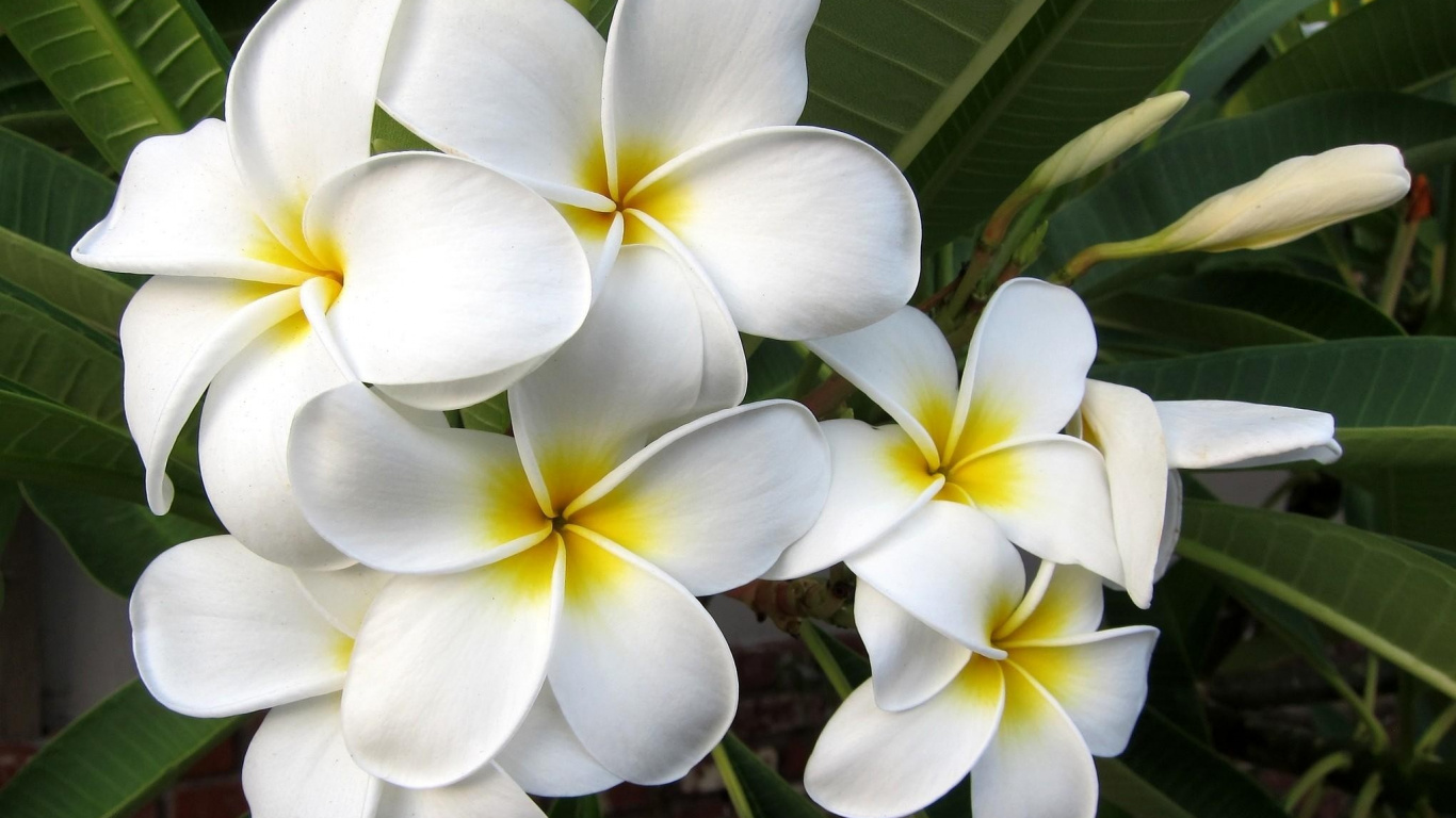 Flor Blanca y Amarilla en Fotografía de Cerca. Wallpaper in 1366x768 Resolution
