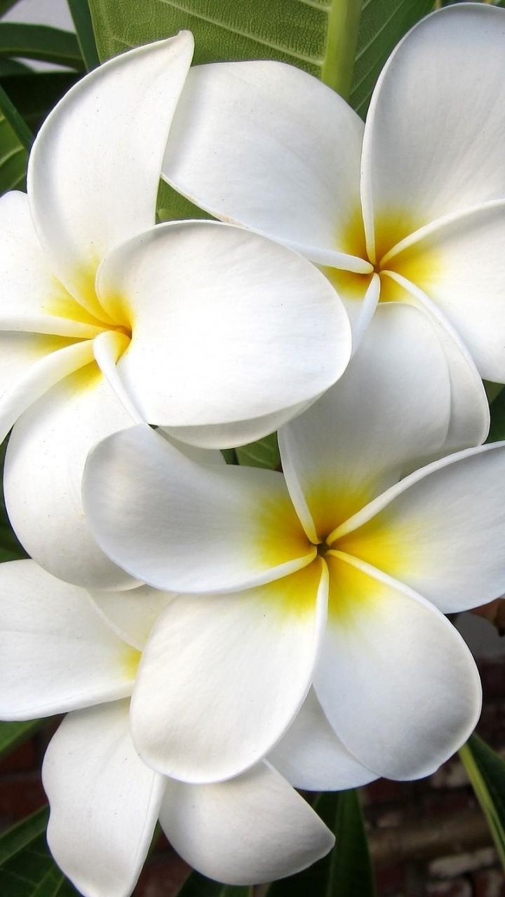 Flor Blanca y Amarilla en Fotografía de Cerca. Wallpaper in 720x1280 Resolution