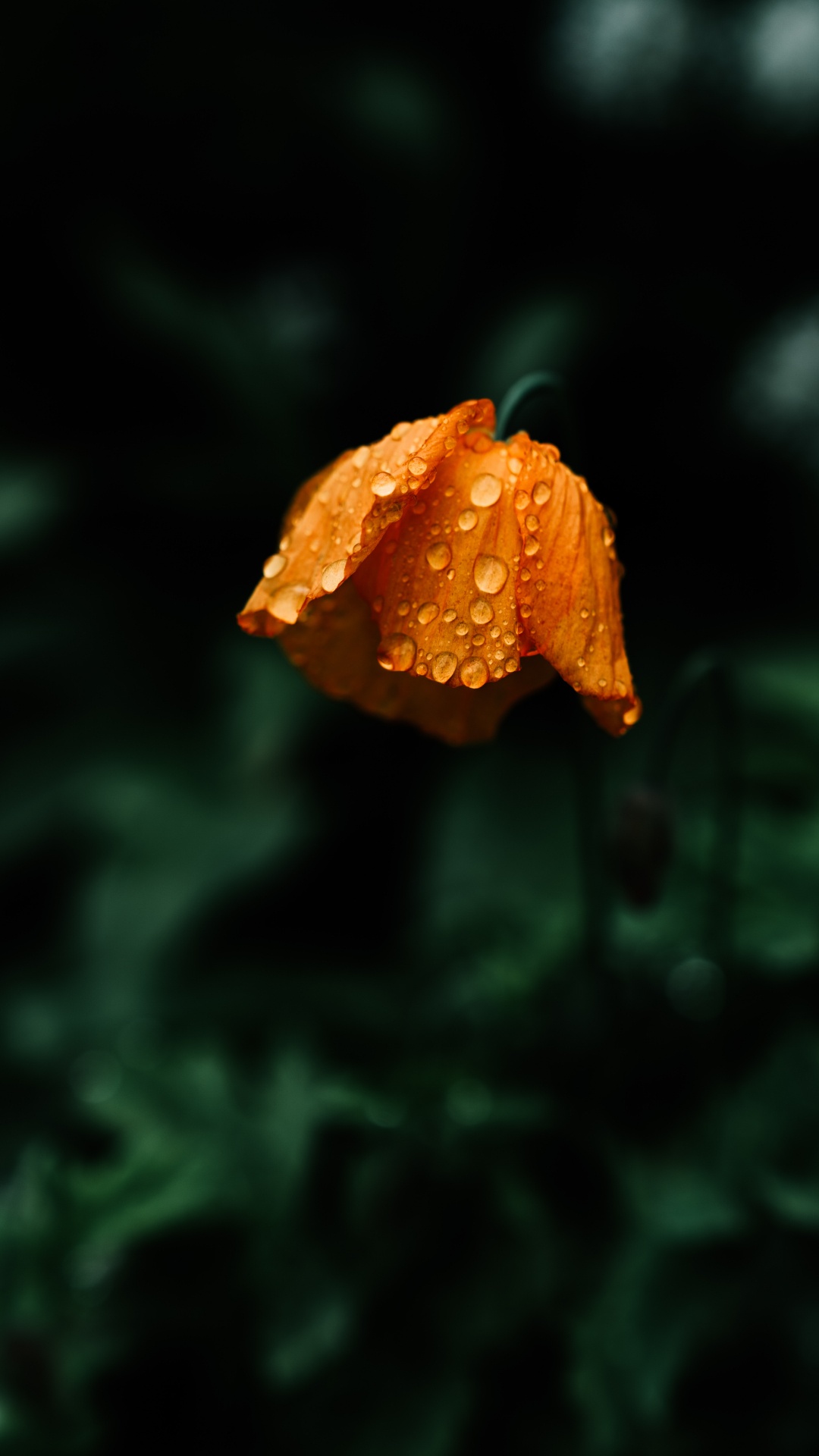 Orangefarbene Blume in Tilt-Shift-Linse. Wallpaper in 1080x1920 Resolution