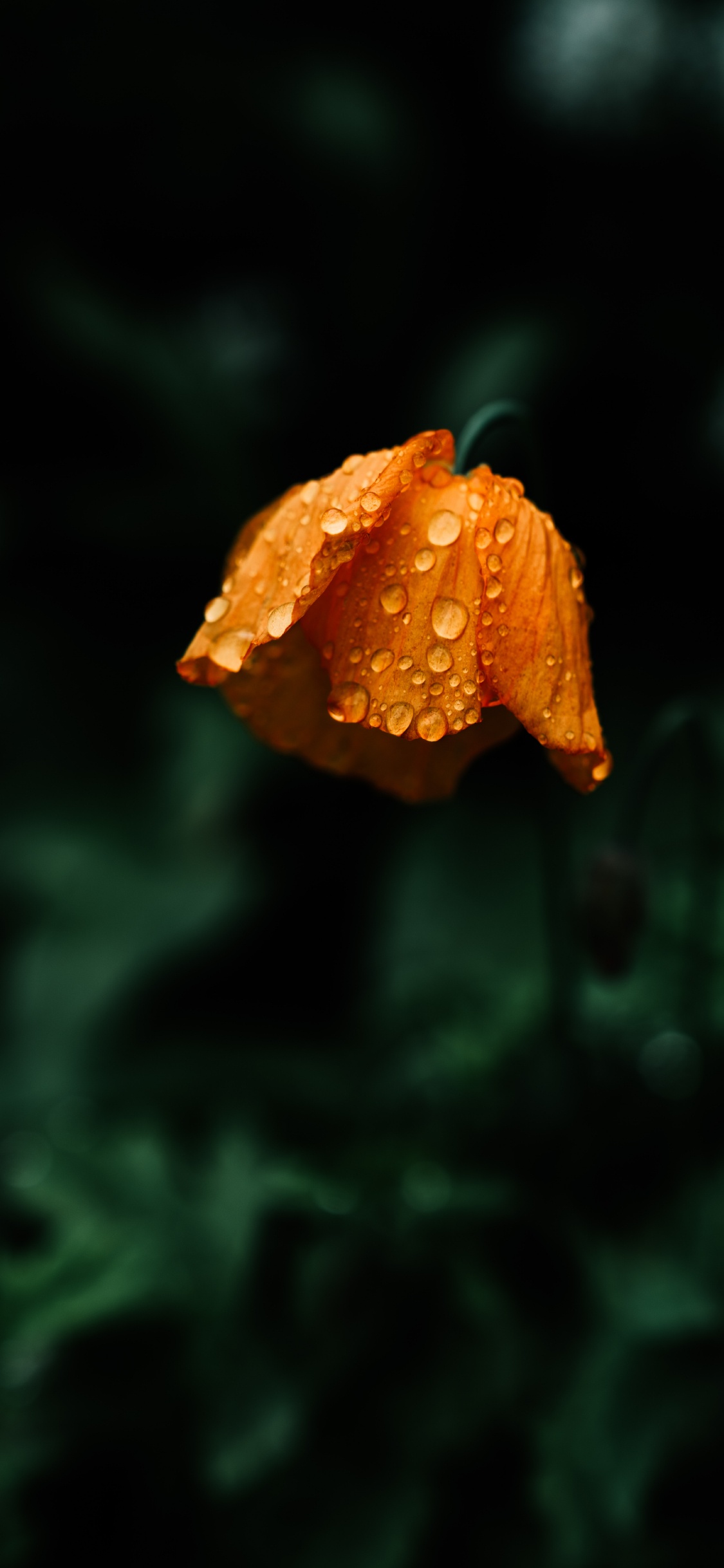 Orangefarbene Blume in Tilt-Shift-Linse. Wallpaper in 1125x2436 Resolution
