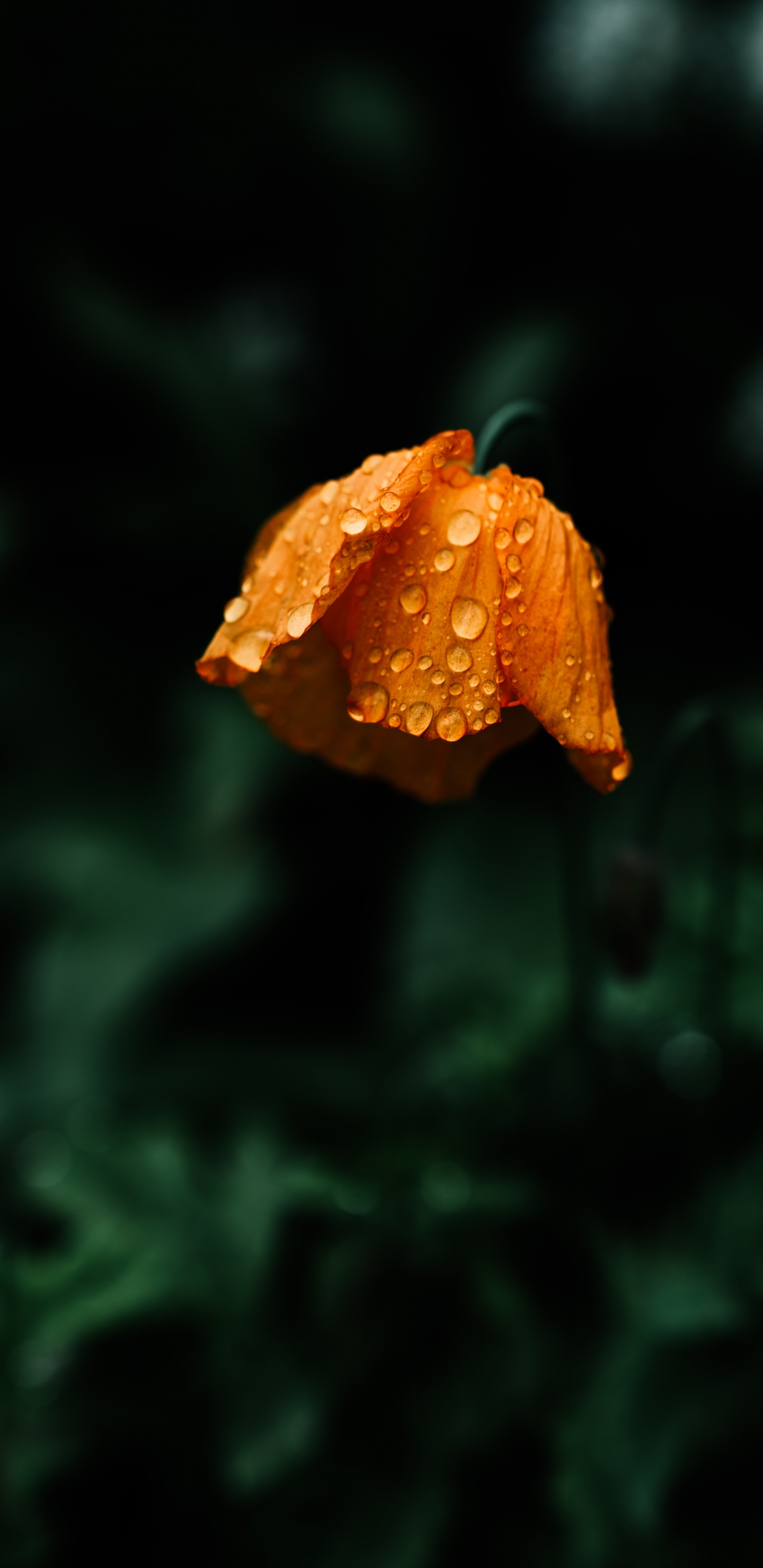 Orangefarbene Blume in Tilt-Shift-Linse. Wallpaper in 1440x2960 Resolution