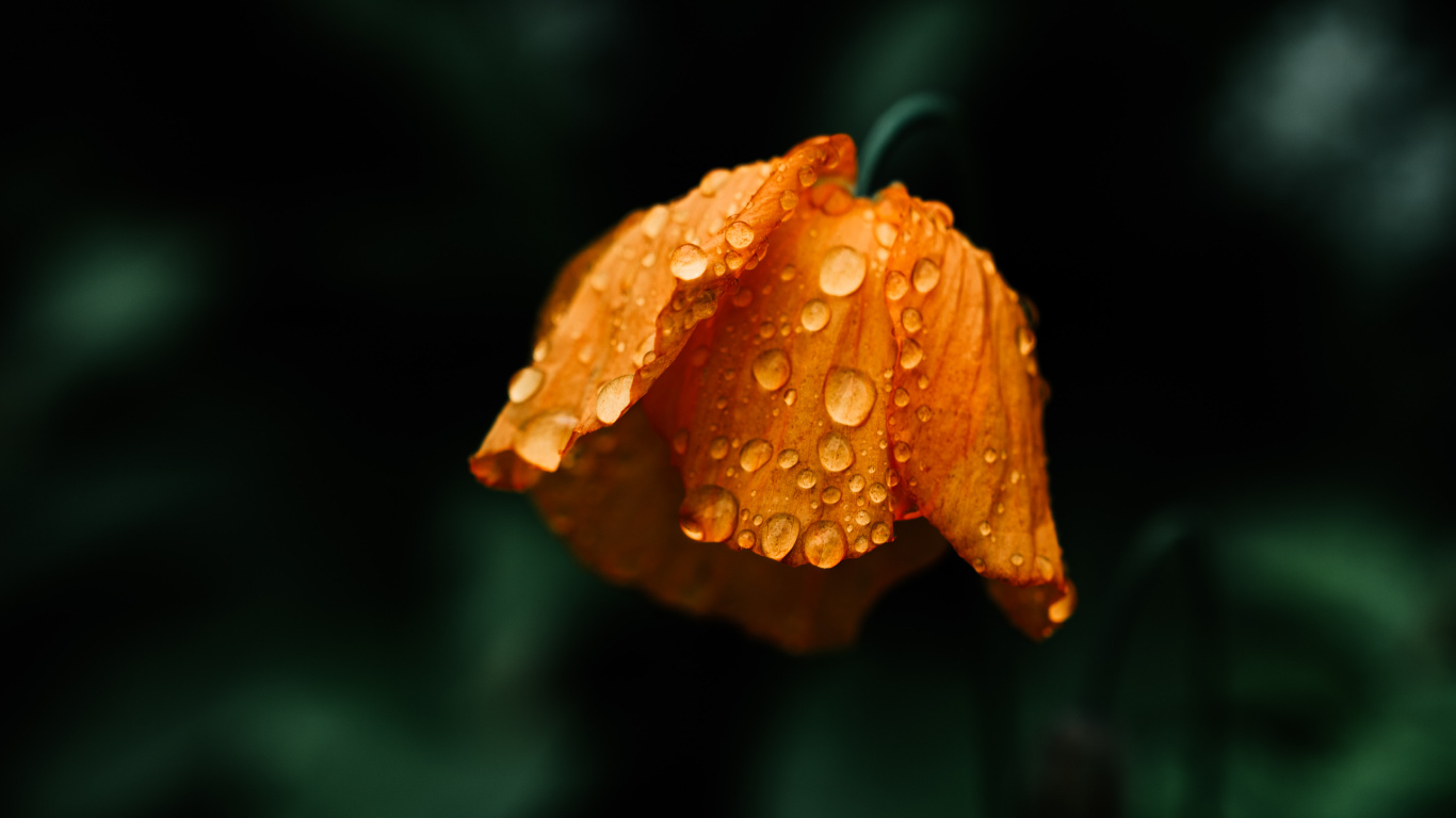 Orange Flower in Tilt Shift Lens. Wallpaper in 1366x768 Resolution