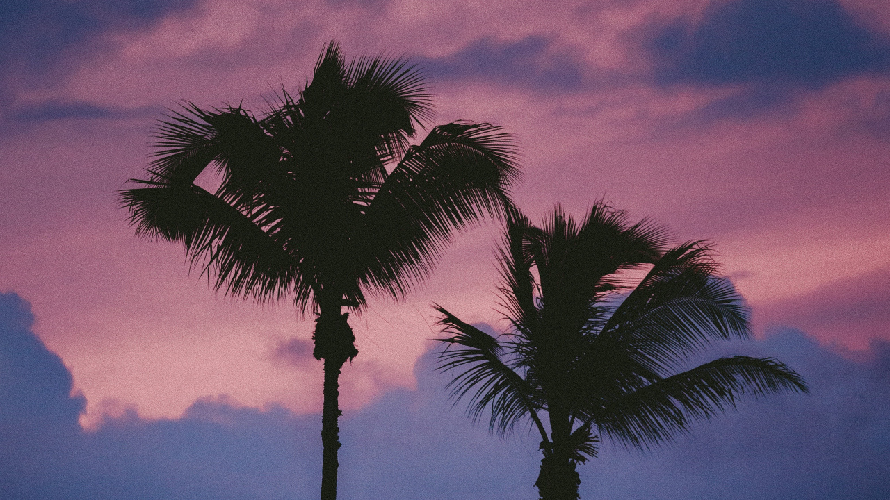 Palm Tree Under Cloudy Sky During Daytime. Wallpaper in 1280x720 Resolution