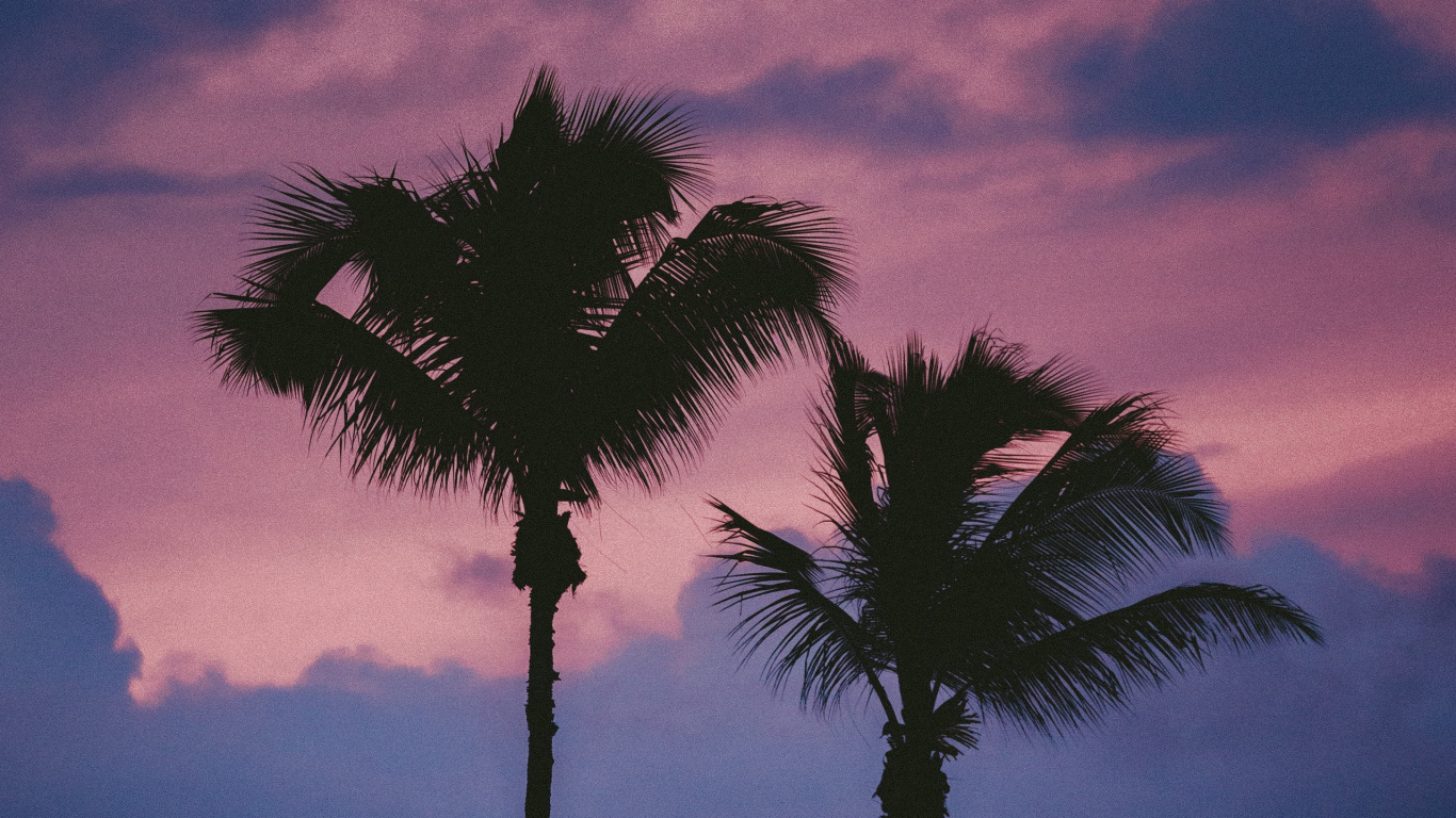 Palmera Bajo el Cielo Nublado Durante el Día. Wallpaper in 1366x768 Resolution