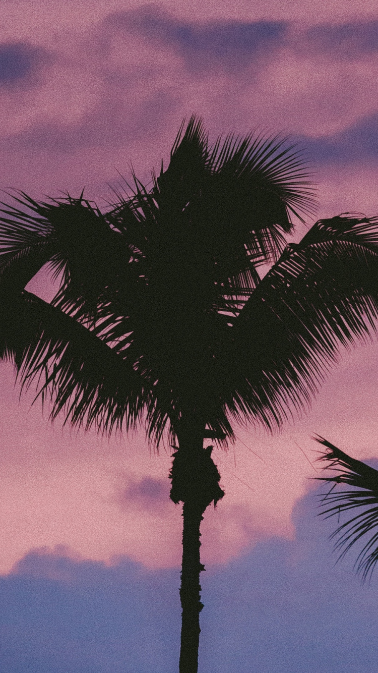 Palmera Bajo el Cielo Nublado Durante el Día. Wallpaper in 750x1334 Resolution