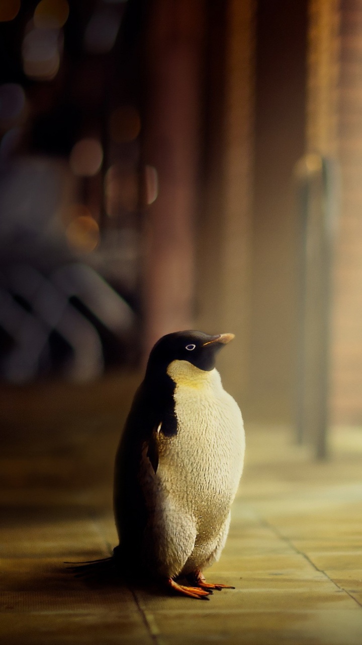 Pinguin Steht Auf Braunem Holzboden. Wallpaper in 720x1280 Resolution