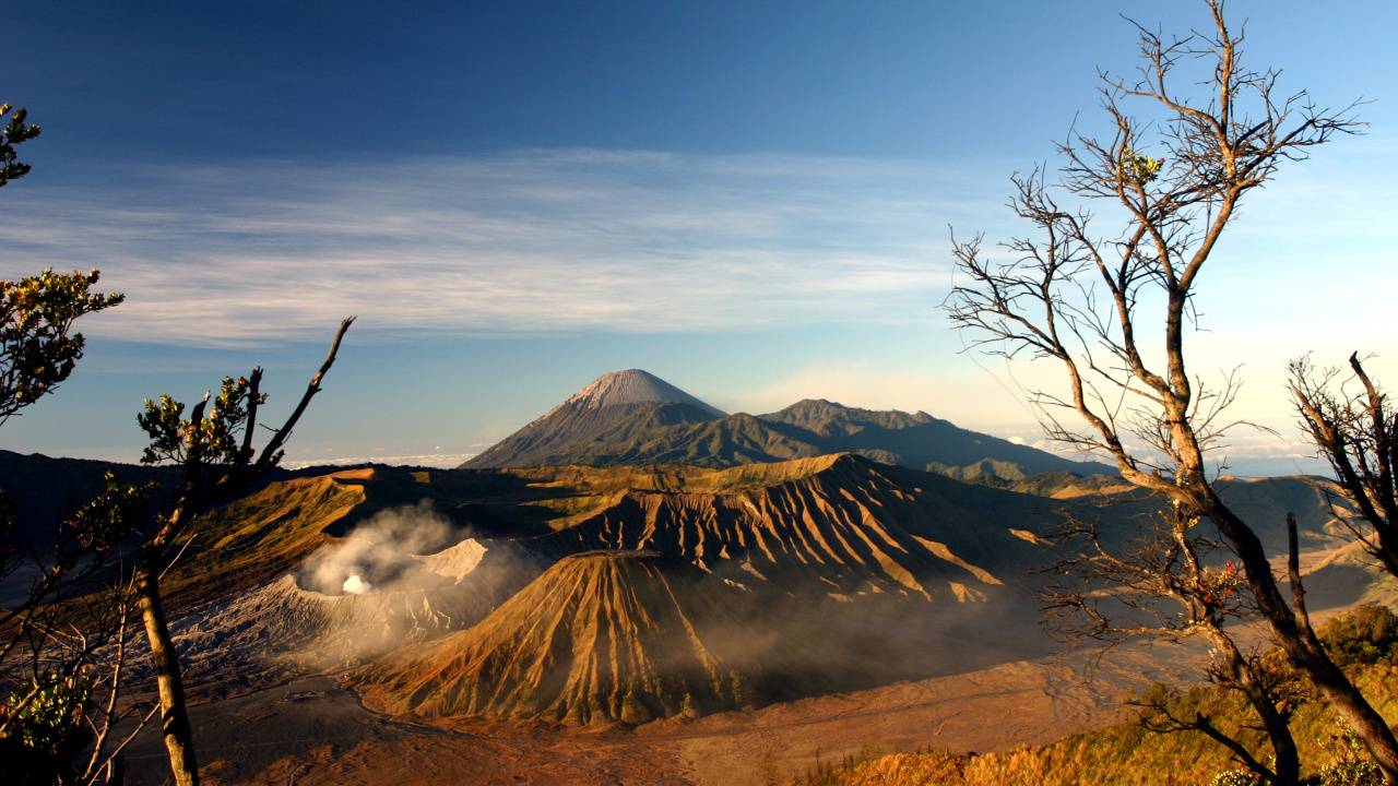 山溴, 性质, 多山的地貌, 荒野, 木本植物 壁纸 1280x720 允许