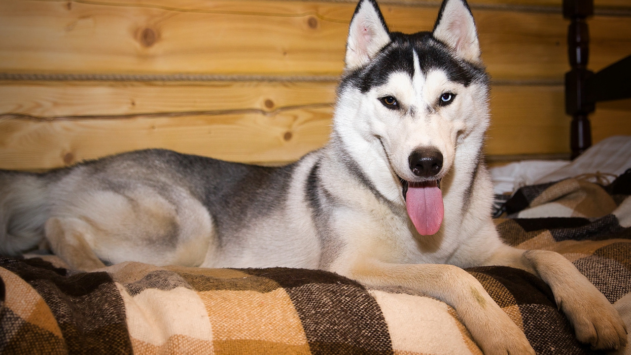 Husky Siberiano Blanco y Negro Acostado Sobre Textil Marrón y Beige. Wallpaper in 1280x720 Resolution