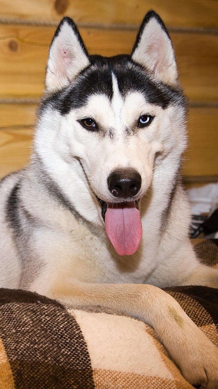 Black and White Siberian Husky Lying on Brown and Beige Textile. Wallpaper in 720x1280 Resolution