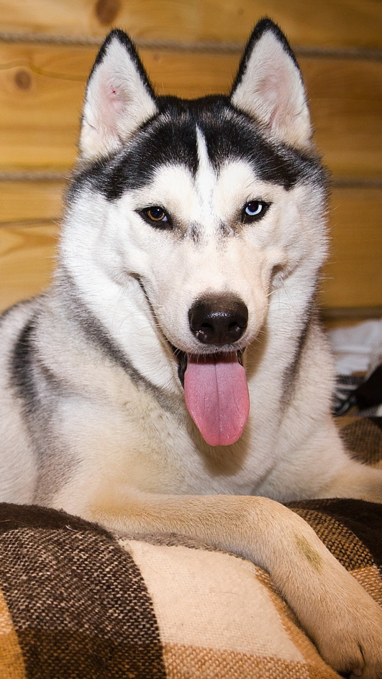 Black and White Siberian Husky Lying on Brown and Beige Textile. Wallpaper in 750x1334 Resolution