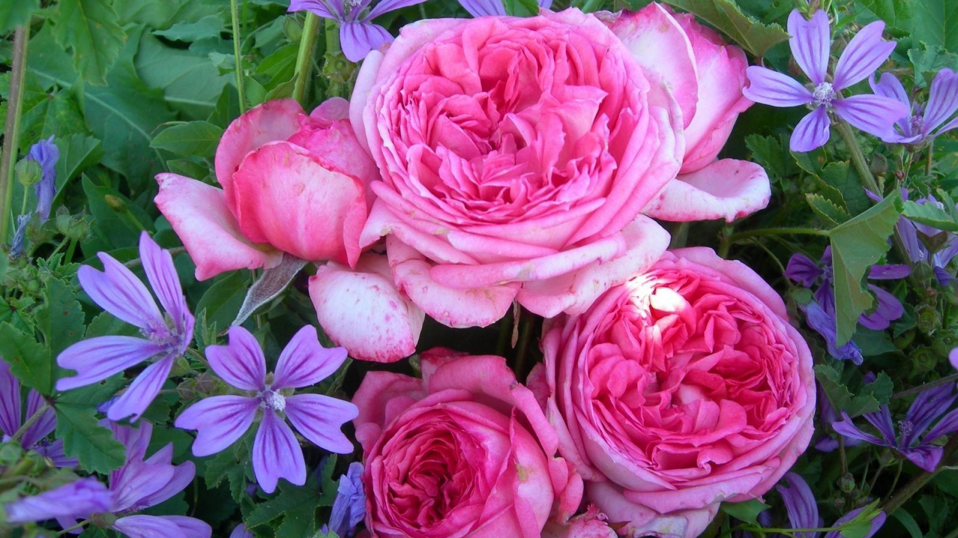 Roses Roses en Fleurs Pendant la Journée. Wallpaper in 1920x1080 Resolution