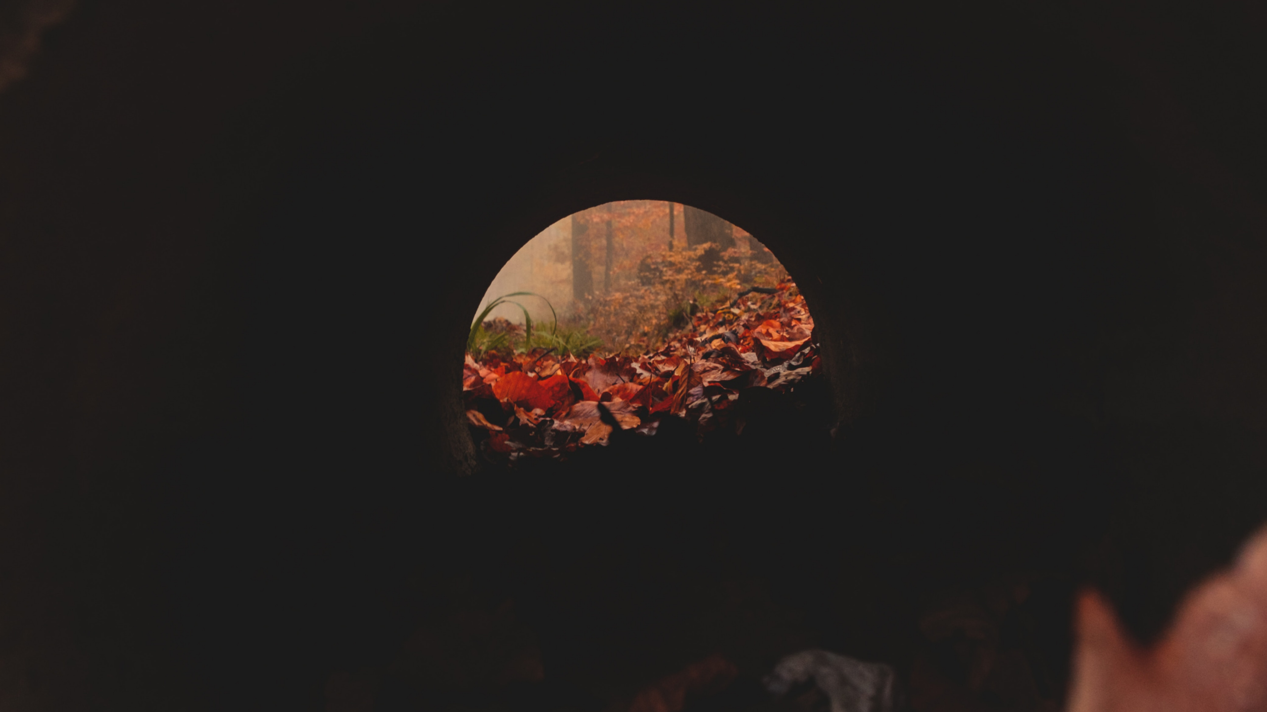 Trou Rond Marron et Noir. Wallpaper in 2560x1440 Resolution