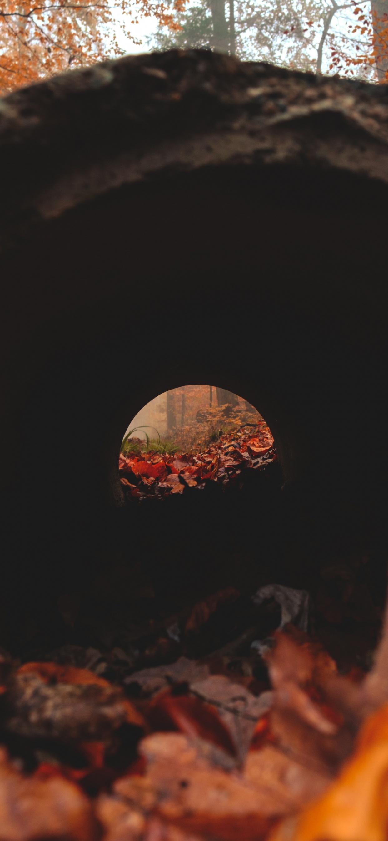 热, 木 壁纸 1242x2688 允许